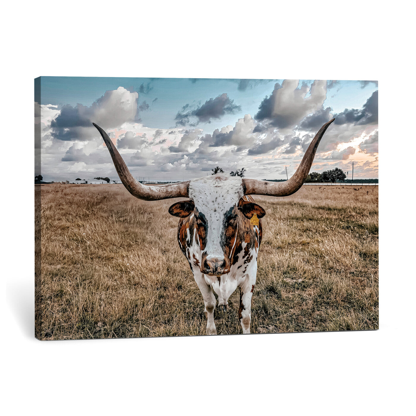 17464823-MGV-CV-36X24 - Texas Longhorn Canvas Wall Art Print - Western Cow Photography, Rustic Ranch Decor, Farmhouse Wall Art, Ready to Hang