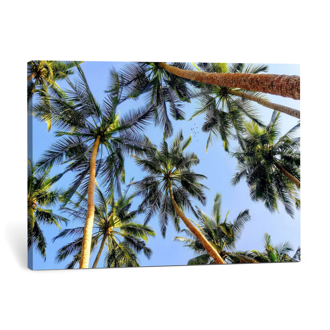 Tropical Palm Trees Looking Up into Blue Sky Wall Art Canvas Print, Coastal Decor