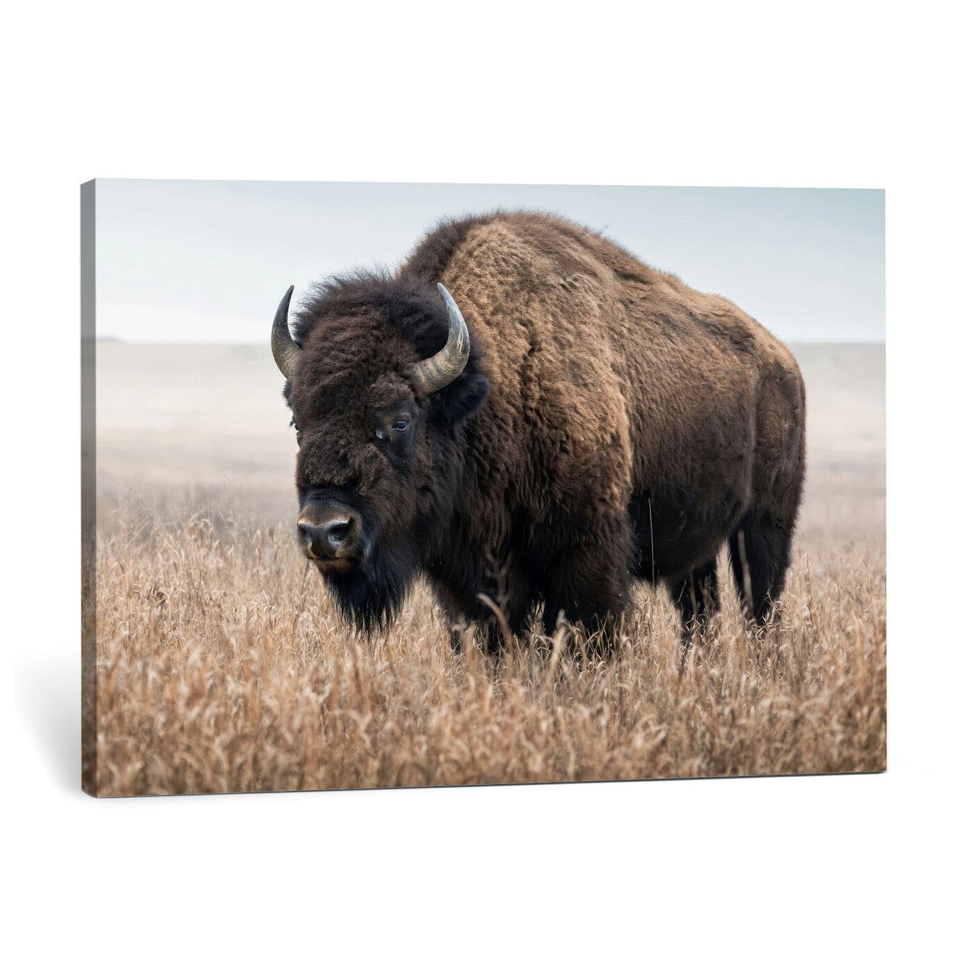 81029583-MGV-CV-36X24 - American Bison in Prairie Field Wall Art Canvas Print - Rustic Wildlife Photography
