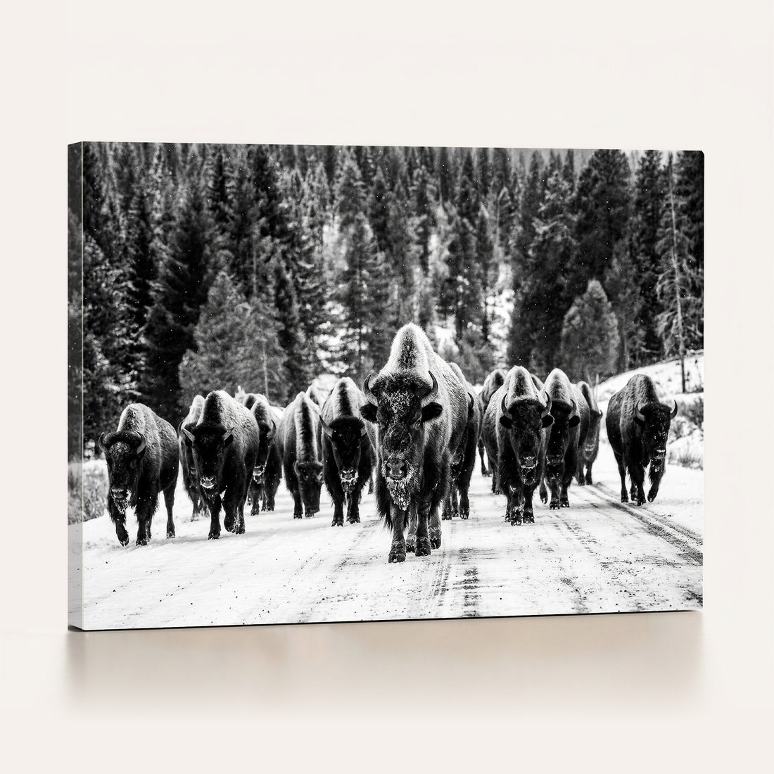 Black and White Bison Canvas Art, American Buffalo Print, Winter Wildlife Photography