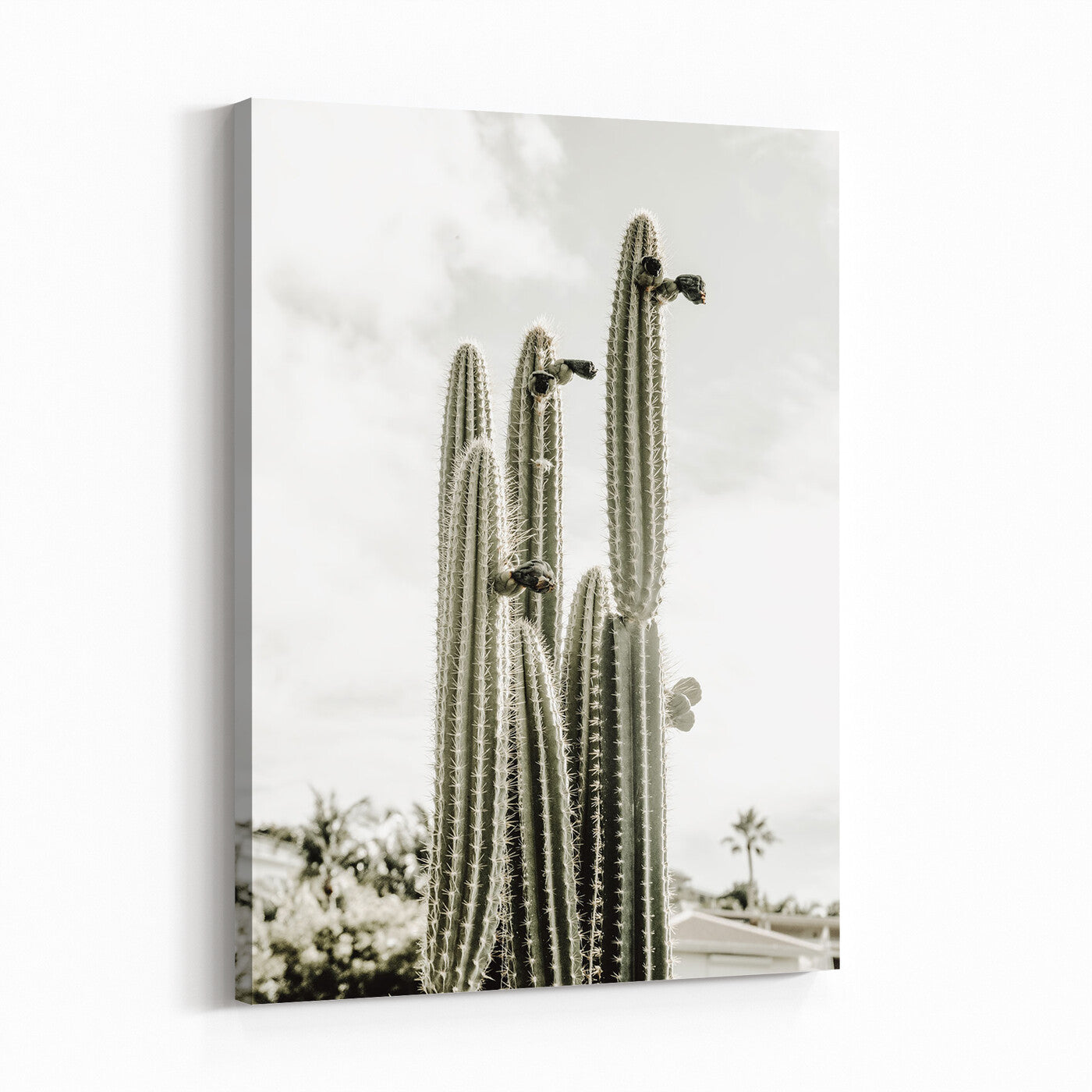79942620-MGV-CV-24X36 - Tall Saguaro Cactus in Desert Sun Wall Art Canvas Print - Minimalist Boho Botanical Decor