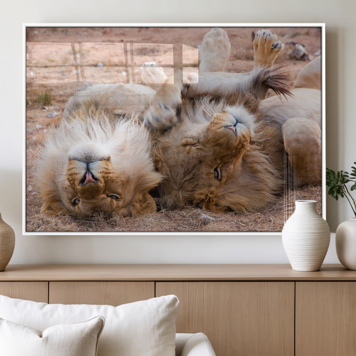 62598-MGV-FP-36X24-3P_White-Lion Pair Wall Art Canvas Print – Framed Wildlife Scene with Playful Lions Artwork for Home, Office, Living Room