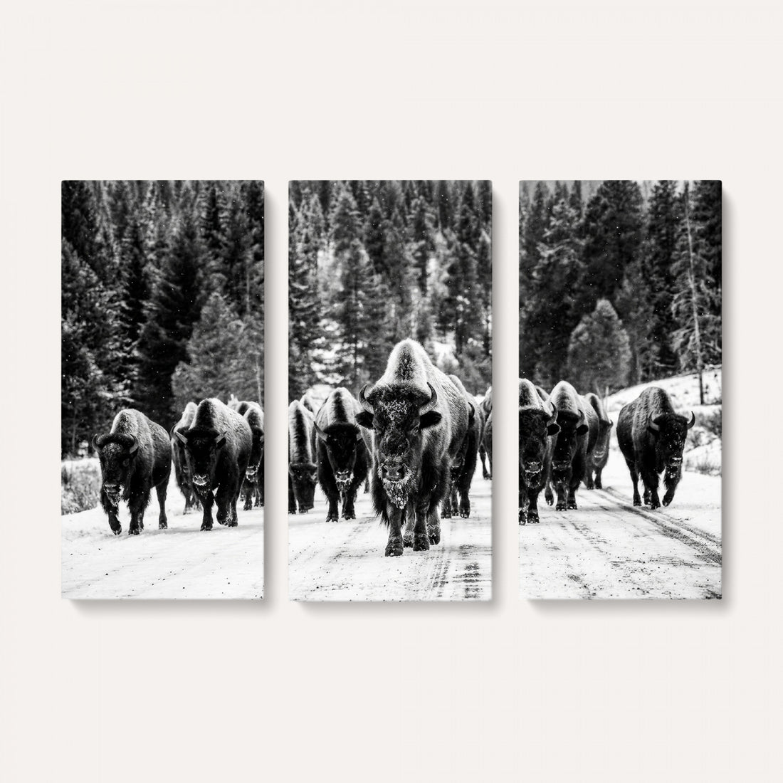 Black and White Bison Canvas Art, American Buffalo Print, Winter Wildlife Photography