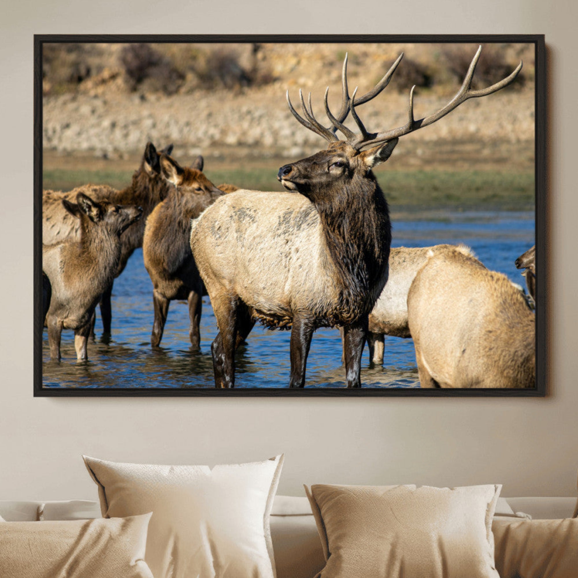 Group of elk standing in shallow water with dry rocky terrain in the background, showcasing wildlife in a natural setting for rustic decor.