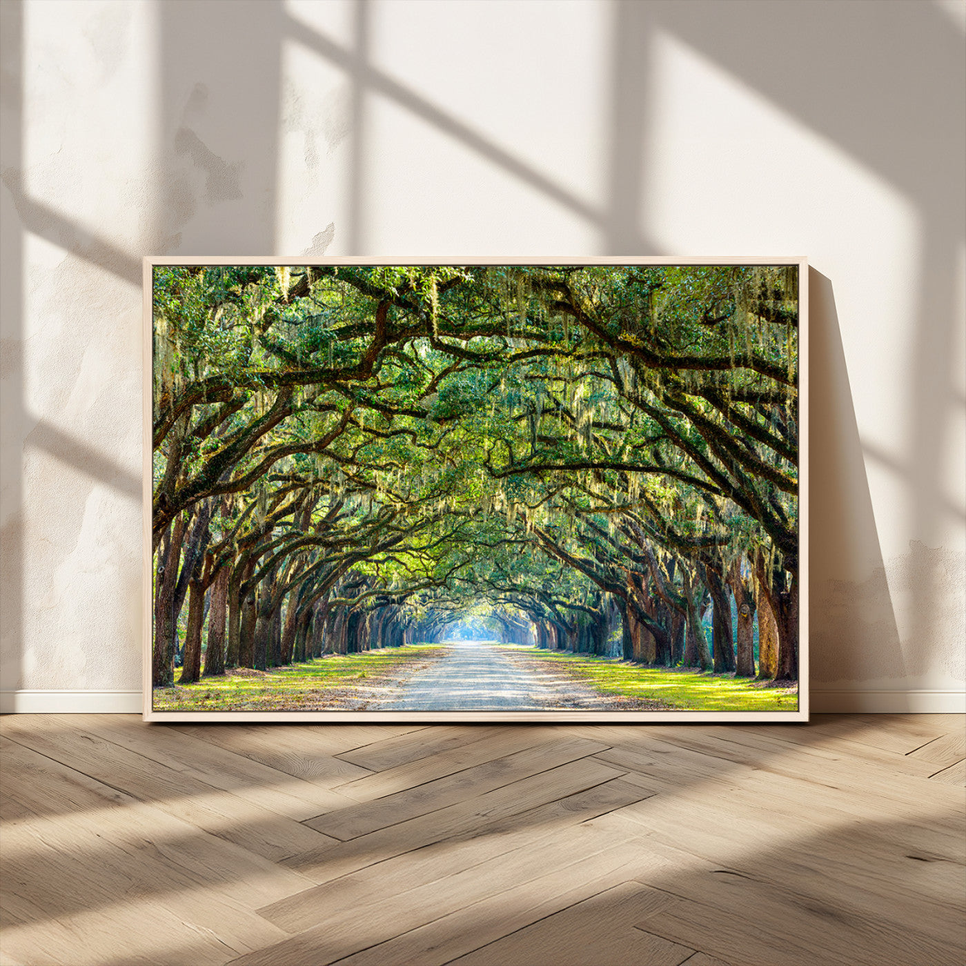 45881-MGV-FC-36X24_Natural-Wormsloe State Plantation Driveway Wall Art Canvas Print
