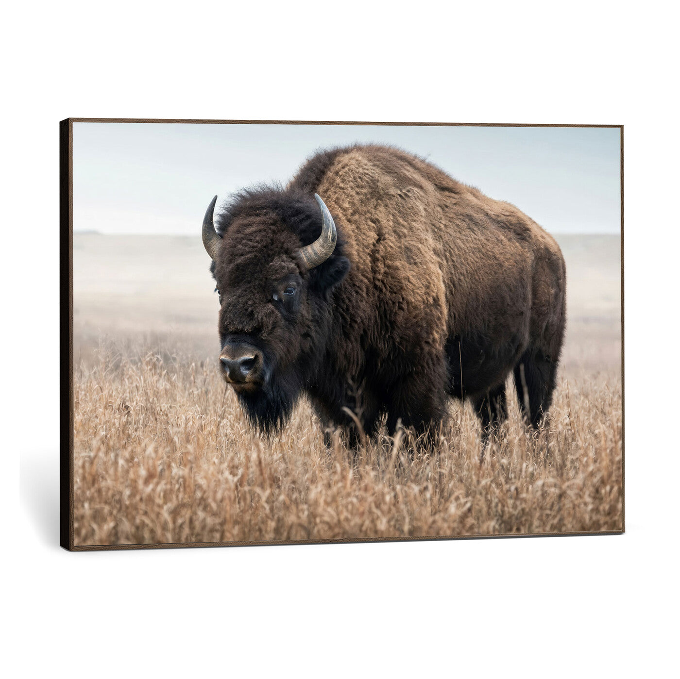 81029583-MGV-CV-36X24 - American Bison in Prairie Field Wall Art Canvas Print - Rustic Wildlife Photography