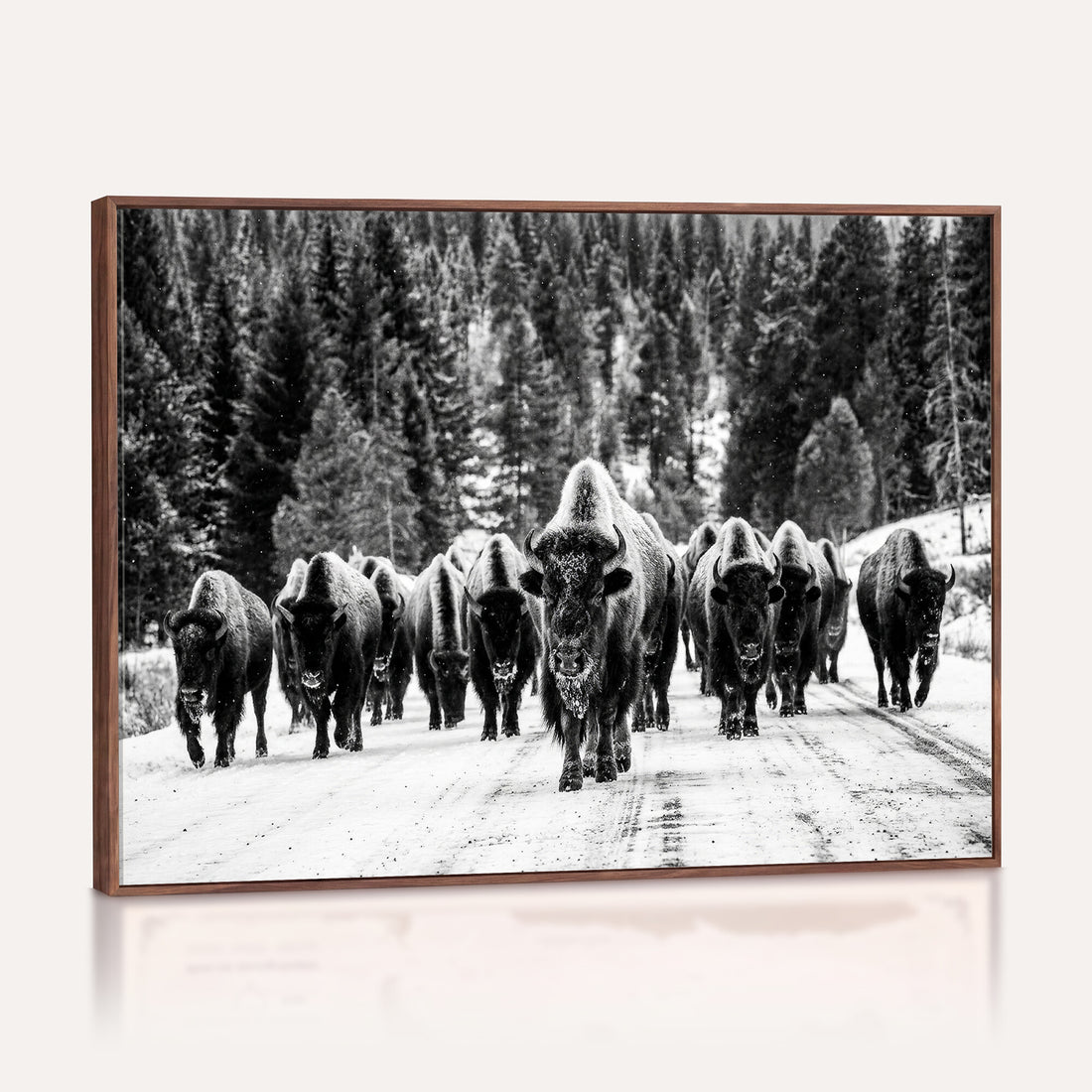 Black and White Bison Canvas Art, American Buffalo Print, Winter Wildlife Photography