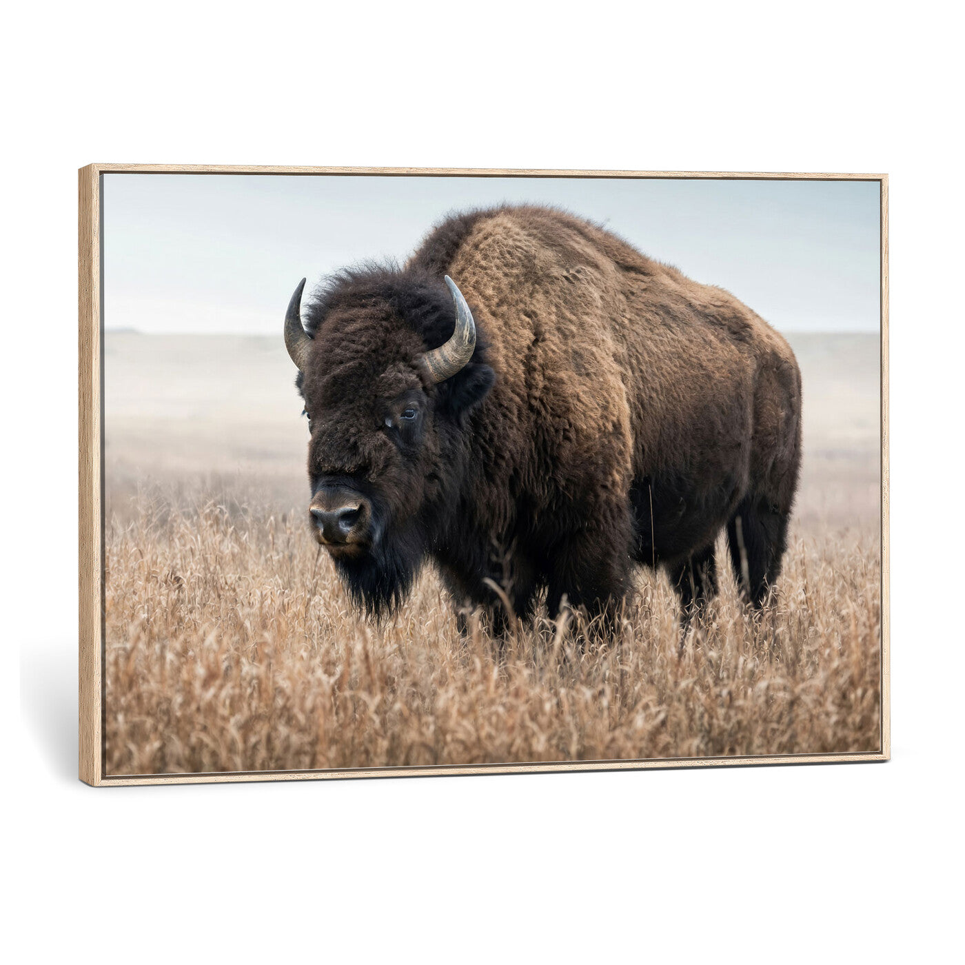 81029583-MGV-CV-36X24 - American Bison in Prairie Field Wall Art Canvas Print - Rustic Wildlife Photography