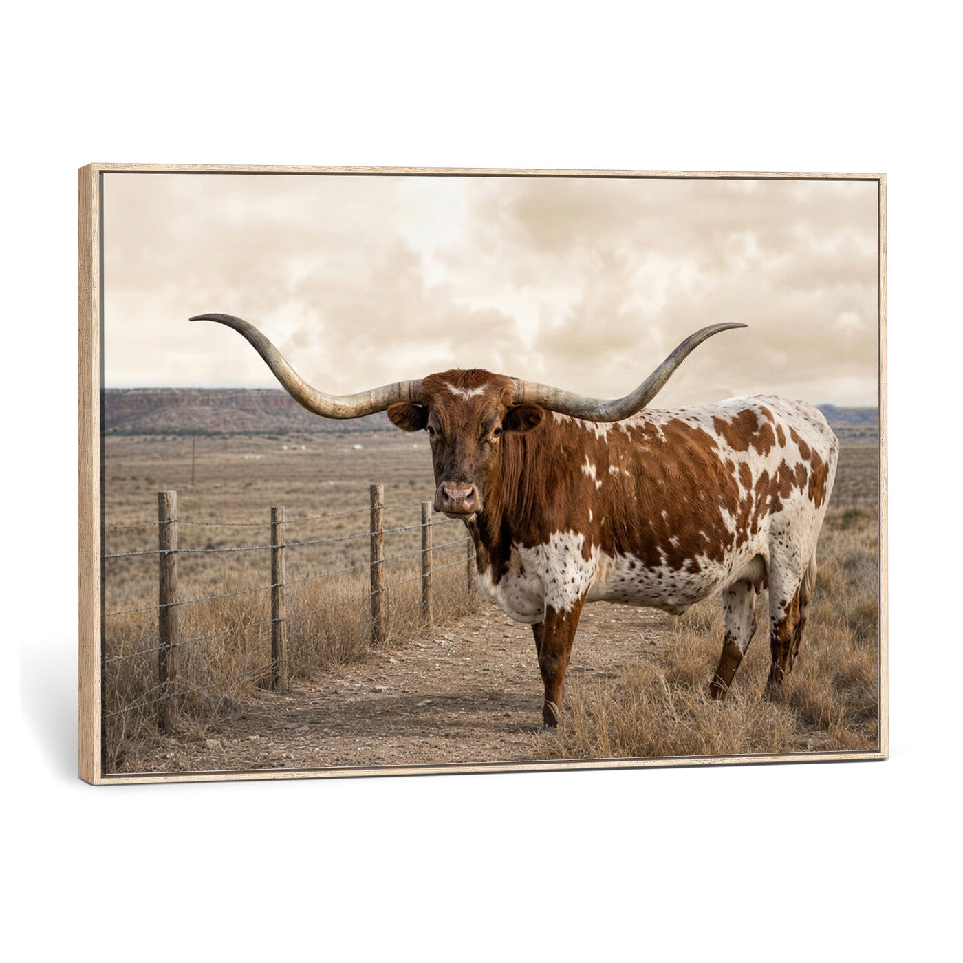 22808364-MGV-CV-36X24 - Texas Longhorn Cattle in Desert Pasture Wall Art Canvas Print - Rustic Western Decor