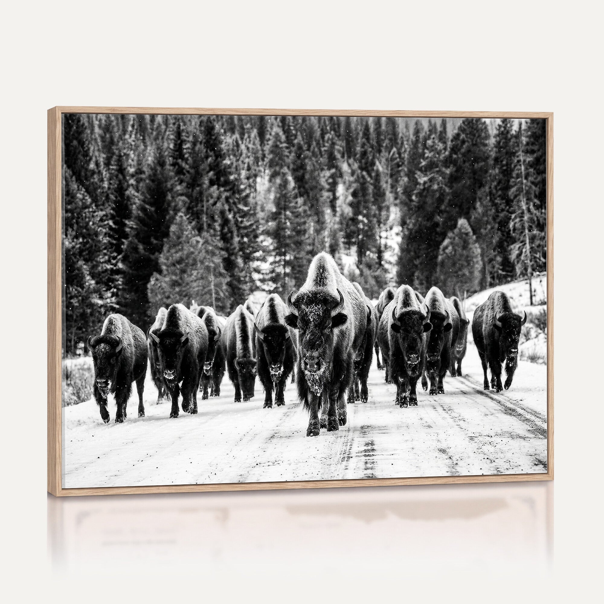 79337077-MGV-CV-36X24 - Black and White Bison Canvas Art, American Buffalo Print, Winter Wildlife Photography, Rustic Forest Wall Decor, Large Statement Nature Gift