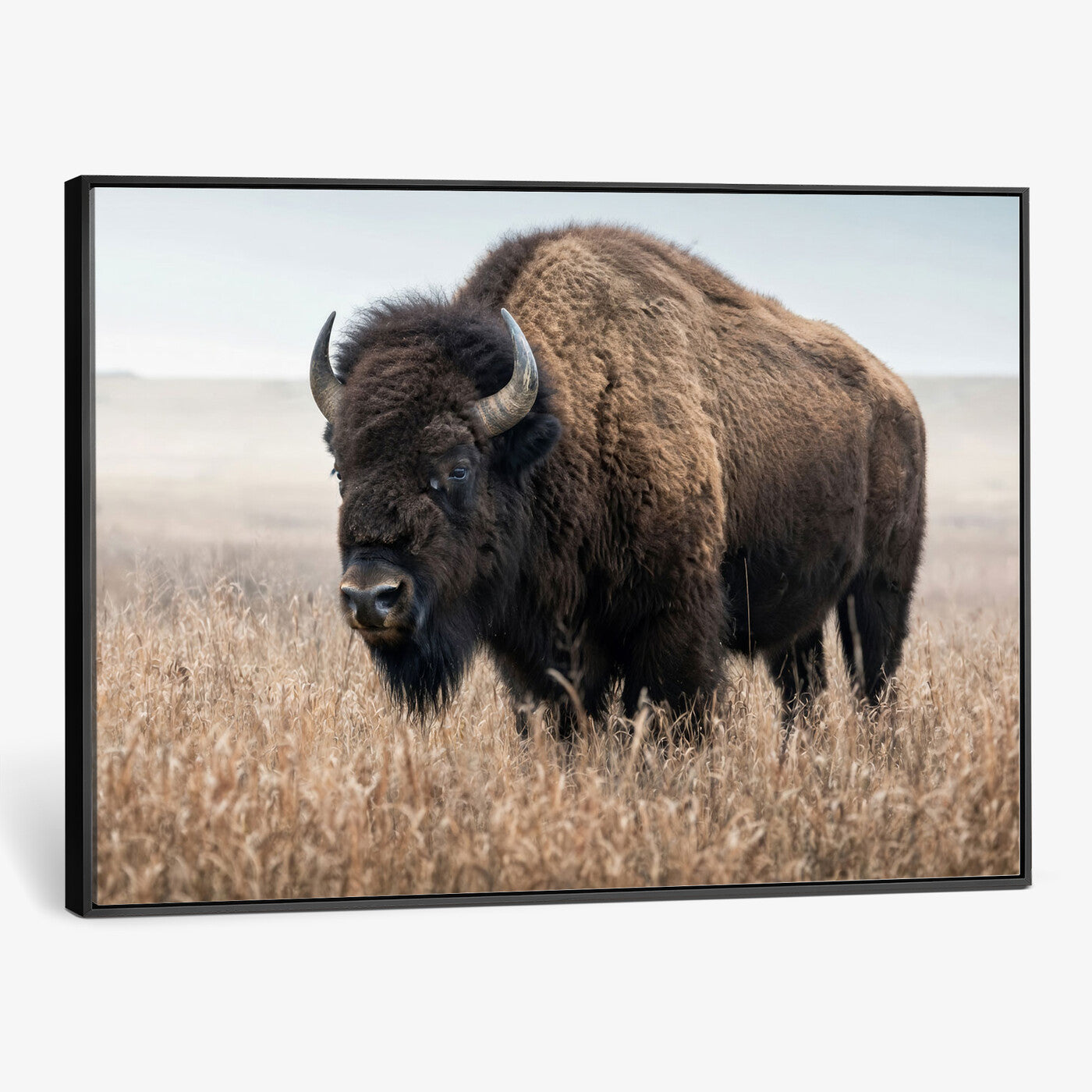81029583-MGV-CV-36X24 - American Bison in Prairie Field Wall Art Canvas Print - Rustic Wildlife Photography