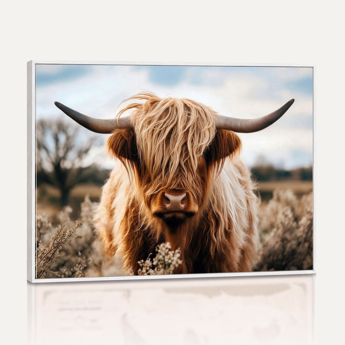 55903-_Poster-30x20 - Scottish Cow Longhorn Wall Art Canvas Print