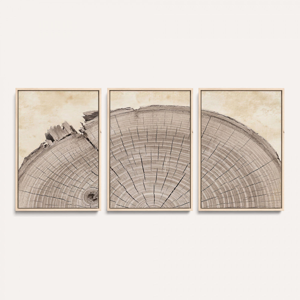 64174838-MGV-CV-60X30-3P - Tree Ring Canvas Wall Art in Neutral Earth Tones, Framed Wood Slice Print for Rustic and Japandi Interiors