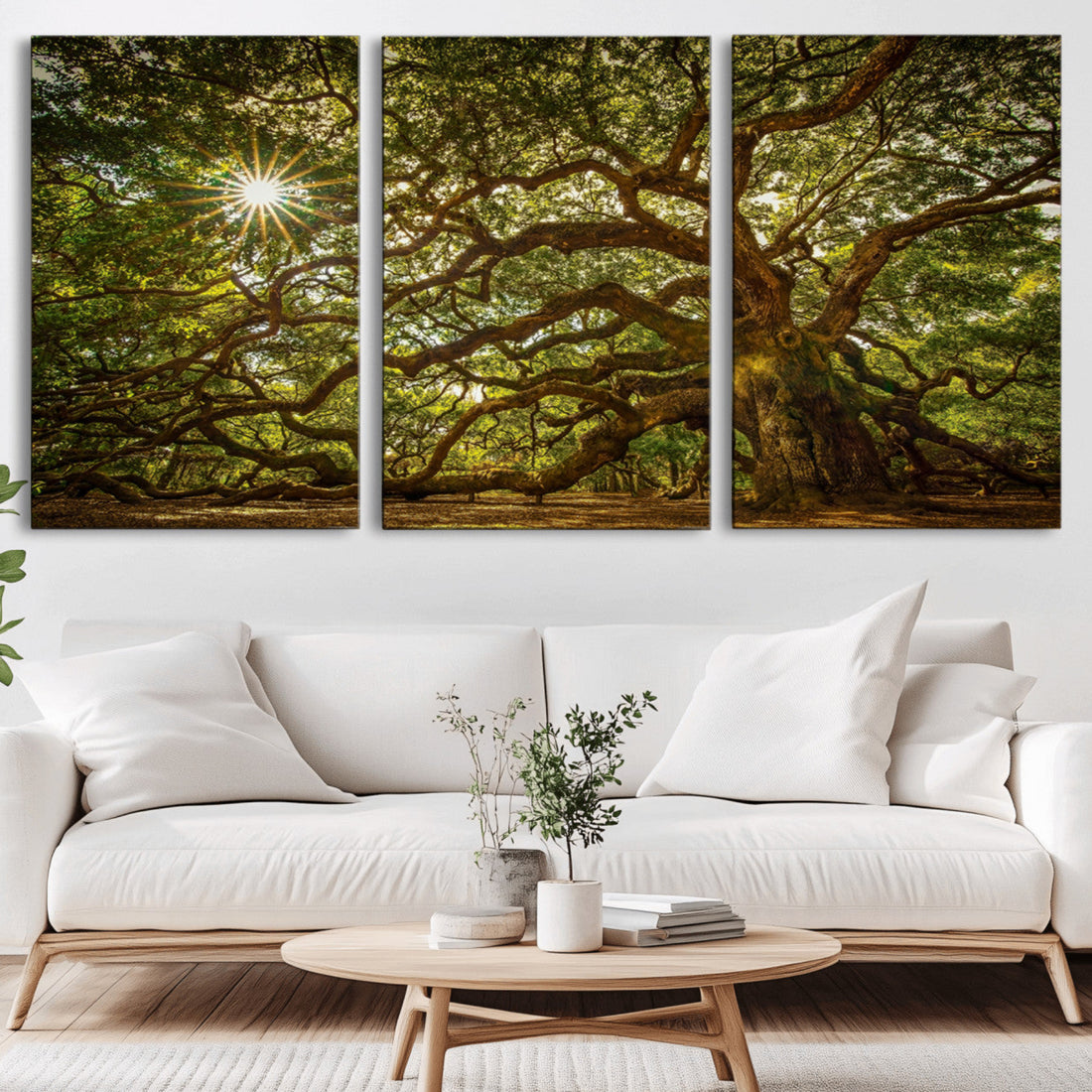Ancient Angel Oak Tree Art Sunburst Canvas Print, Nature Inspired Triptych