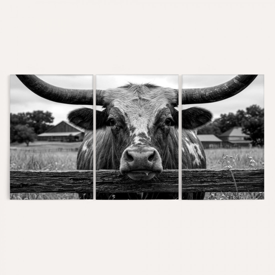 Black White Texas Longhorn Bull Canvas Wall Art, Western Ranch Cattle Photo Print