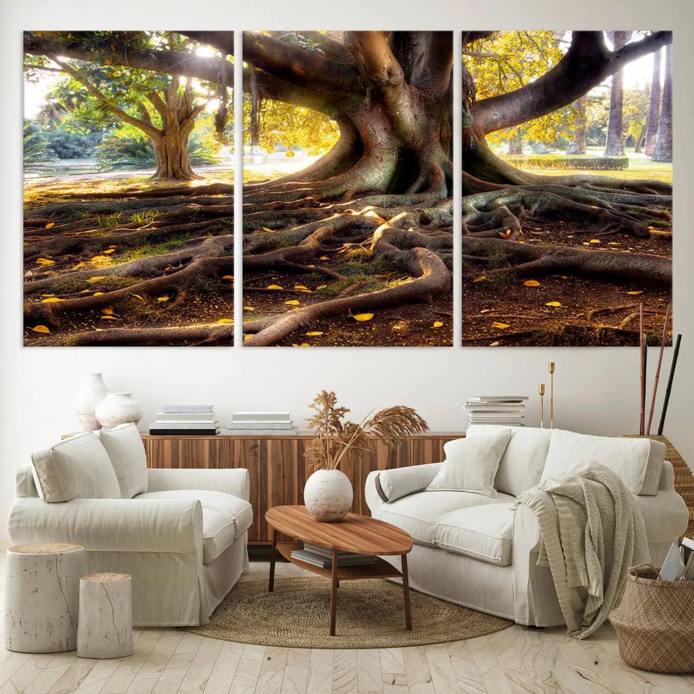 53335-MGV-CV-60X30-3P-Banyan Tree Canvas Wall Art Print - Majestic Roots and Sunlit Canopy, Moreton Bay Fig Tree Art for