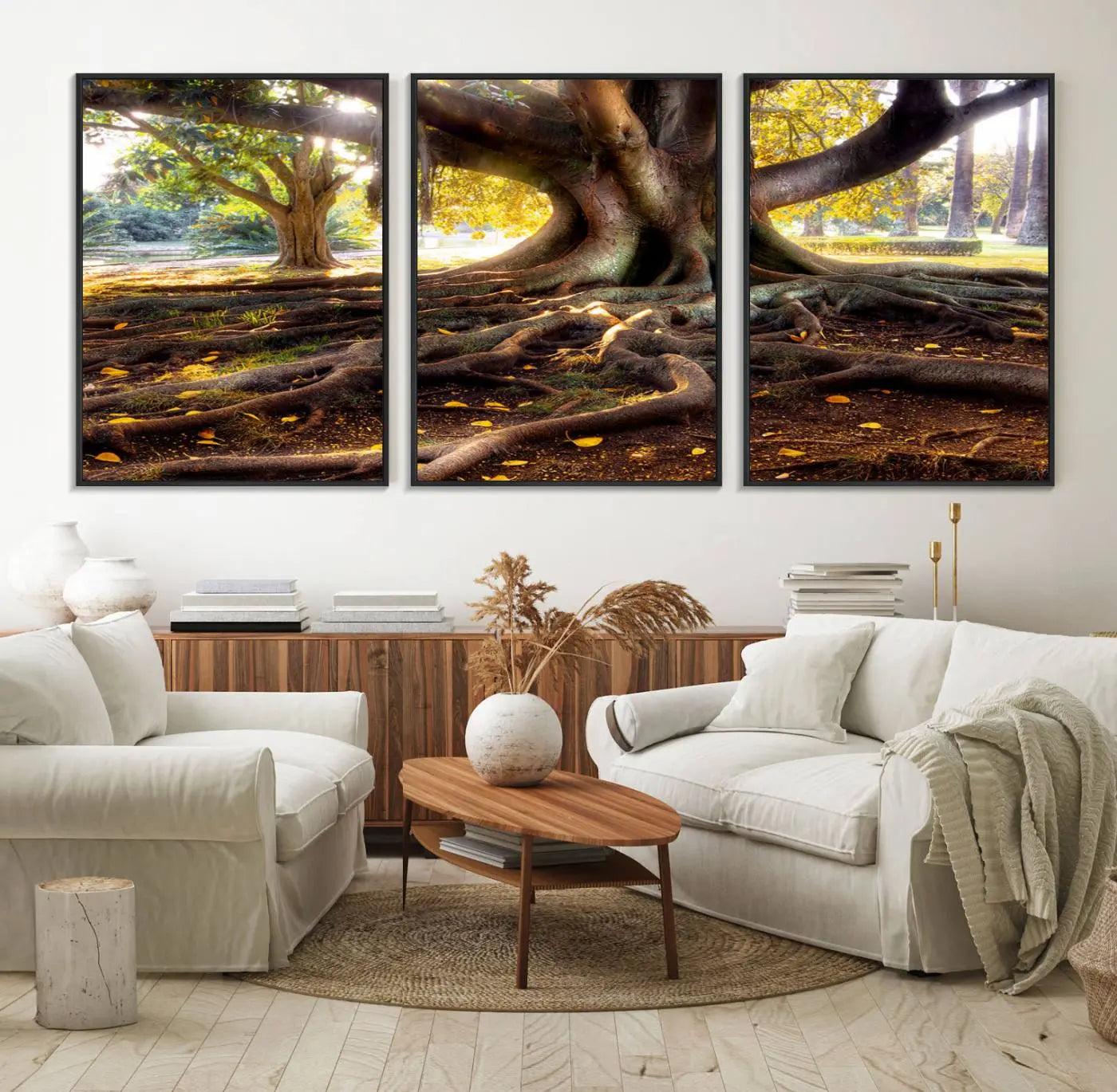 53335-MGV-FC-60X30-3P_Black-Banyan Tree Canvas Wall Art Print - Majestic Roots and Sunlit Canopy, Moreton Bay Fig Tree Art for
