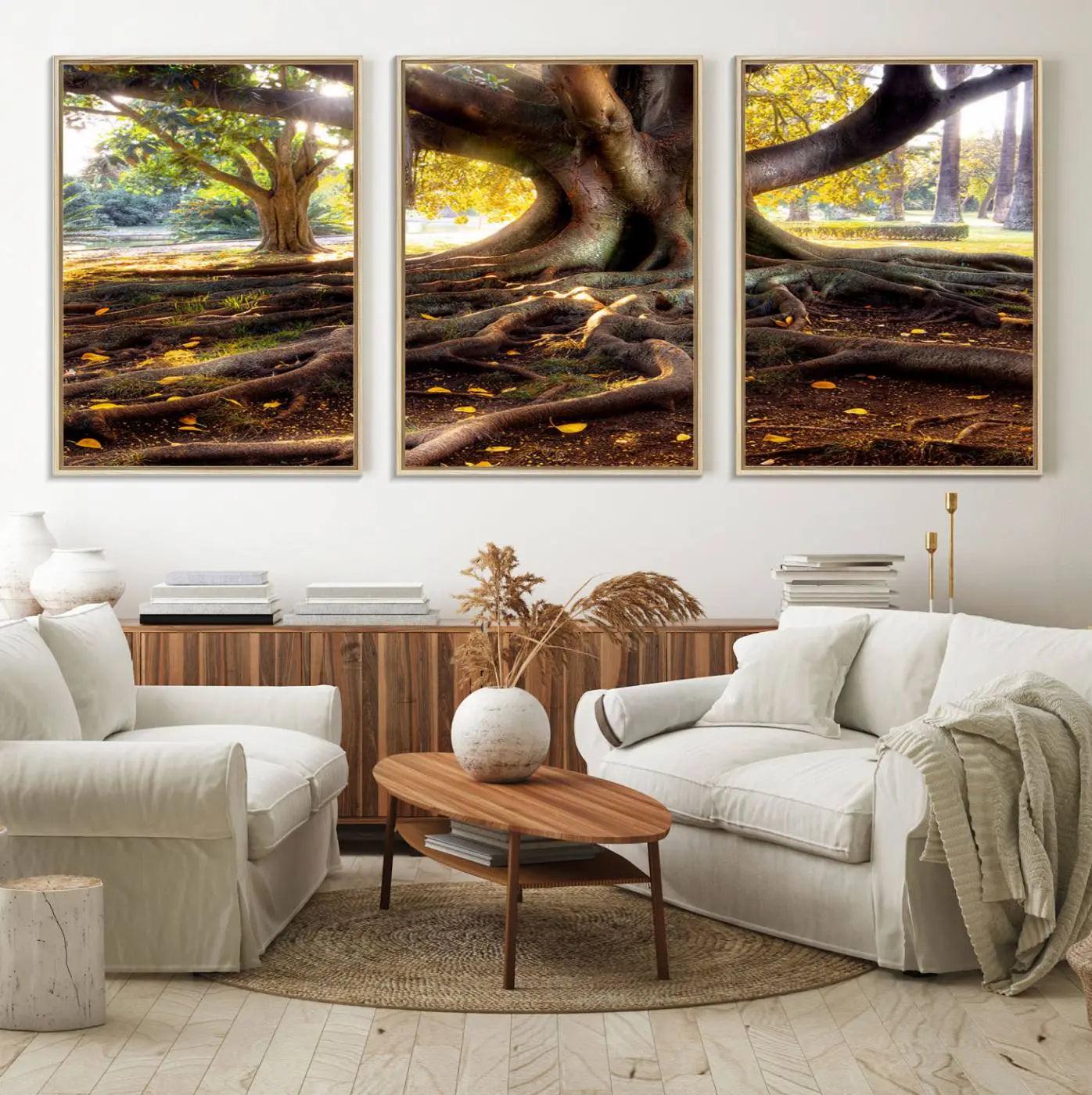 53335-MGV-FC-60X30-3P_Natural-Banyan Tree Canvas Wall Art Print - Majestic Roots and Sunlit Canopy, Moreton Bay Fig Tree Art for
