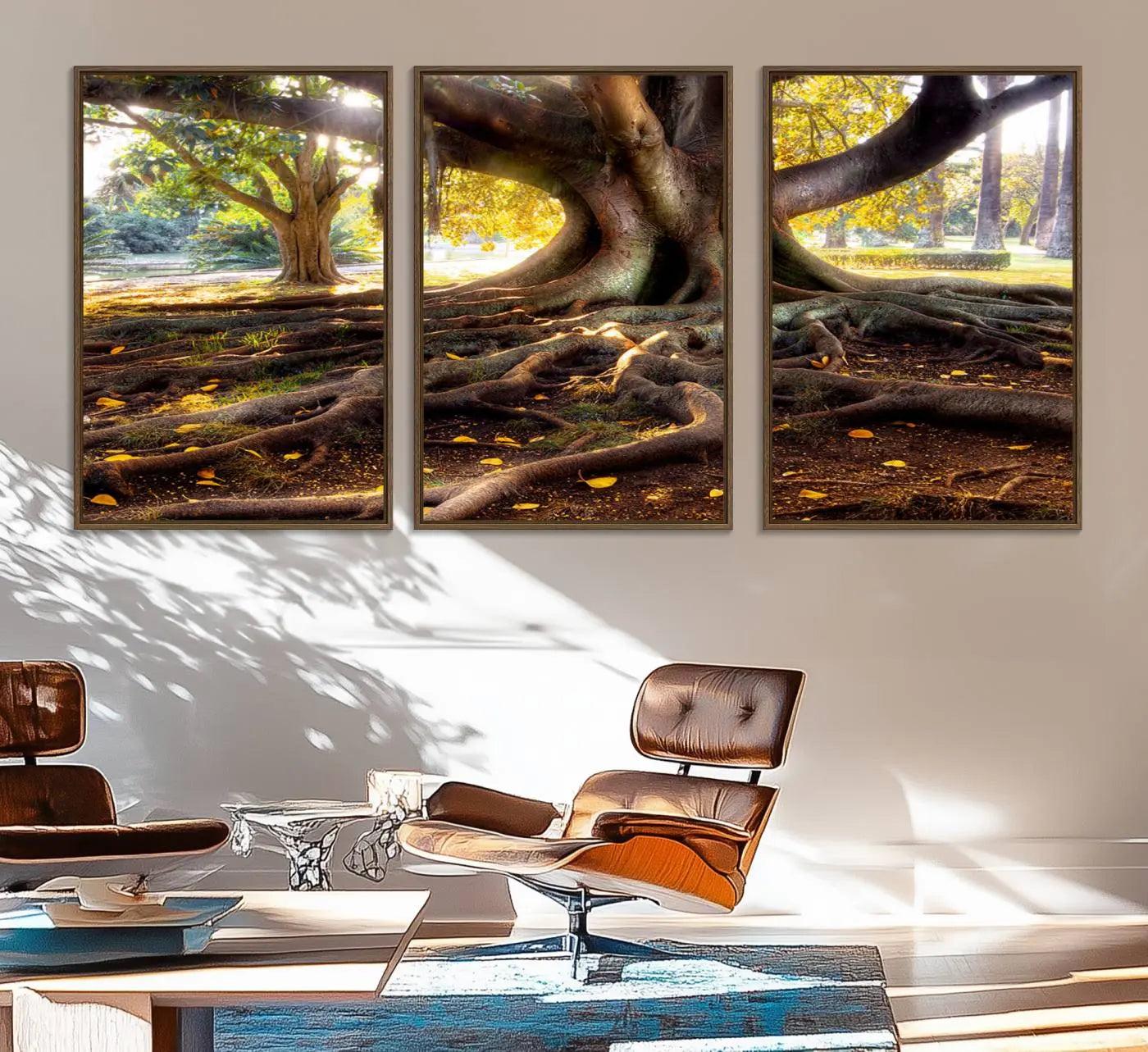 53335-MGV-FC-60X30-3P_Walnut-Banyan Tree Canvas Wall Art Print - Majestic Roots and Sunlit Canopy, Moreton Bay Fig Tree Art for