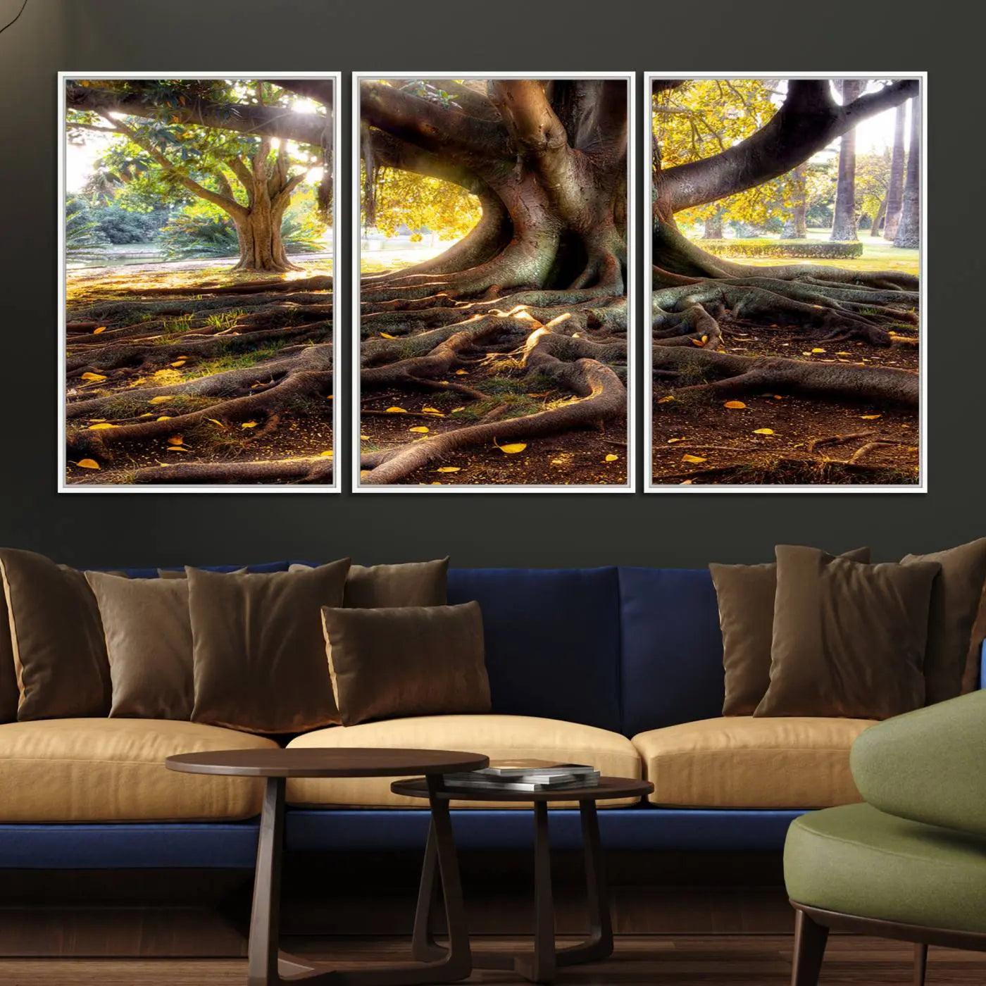 53335-MGV-FC-60X30-3P_White-Banyan Tree Canvas Wall Art Print - Majestic Roots and Sunlit Canopy, Moreton Bay Fig Tree Art for