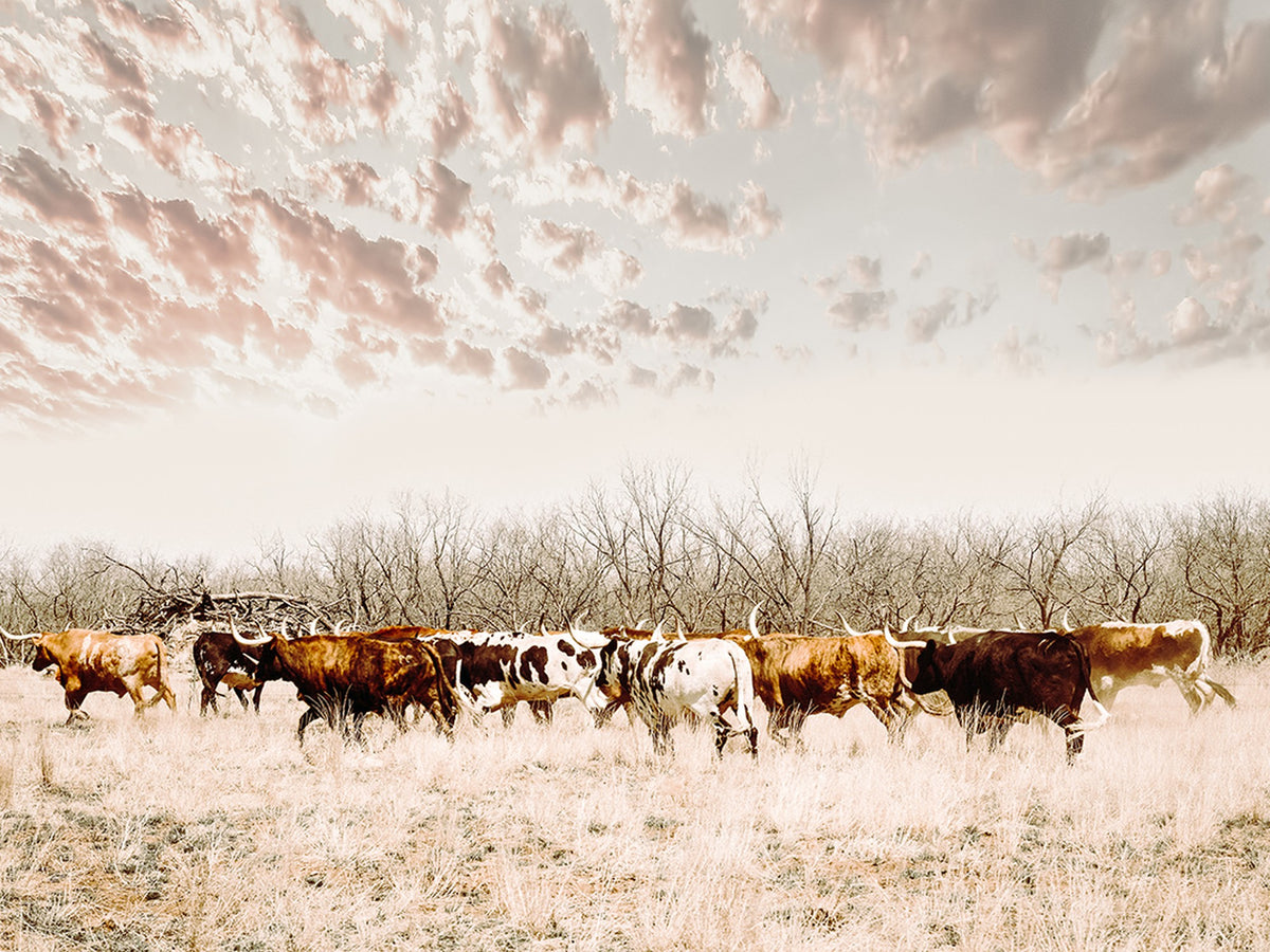 64892775-MGV-CV-24X16 - Longhorn Cattle Wall Art Canvas Print, Framed Texas Ranch Art, Western Cow Print, Prairie Landscape Decor
