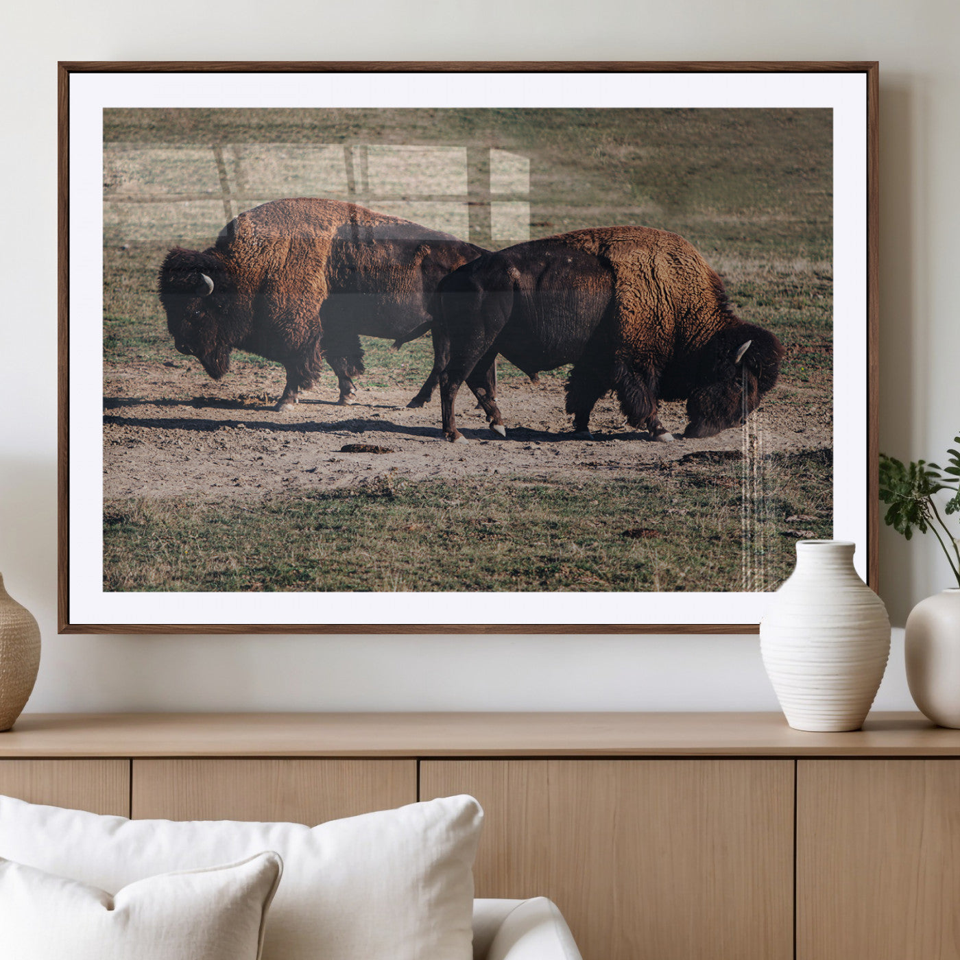 Two bison grazing in an open prairie with dry grass under the sunlight, creating a rustic and Western wildlife scene.