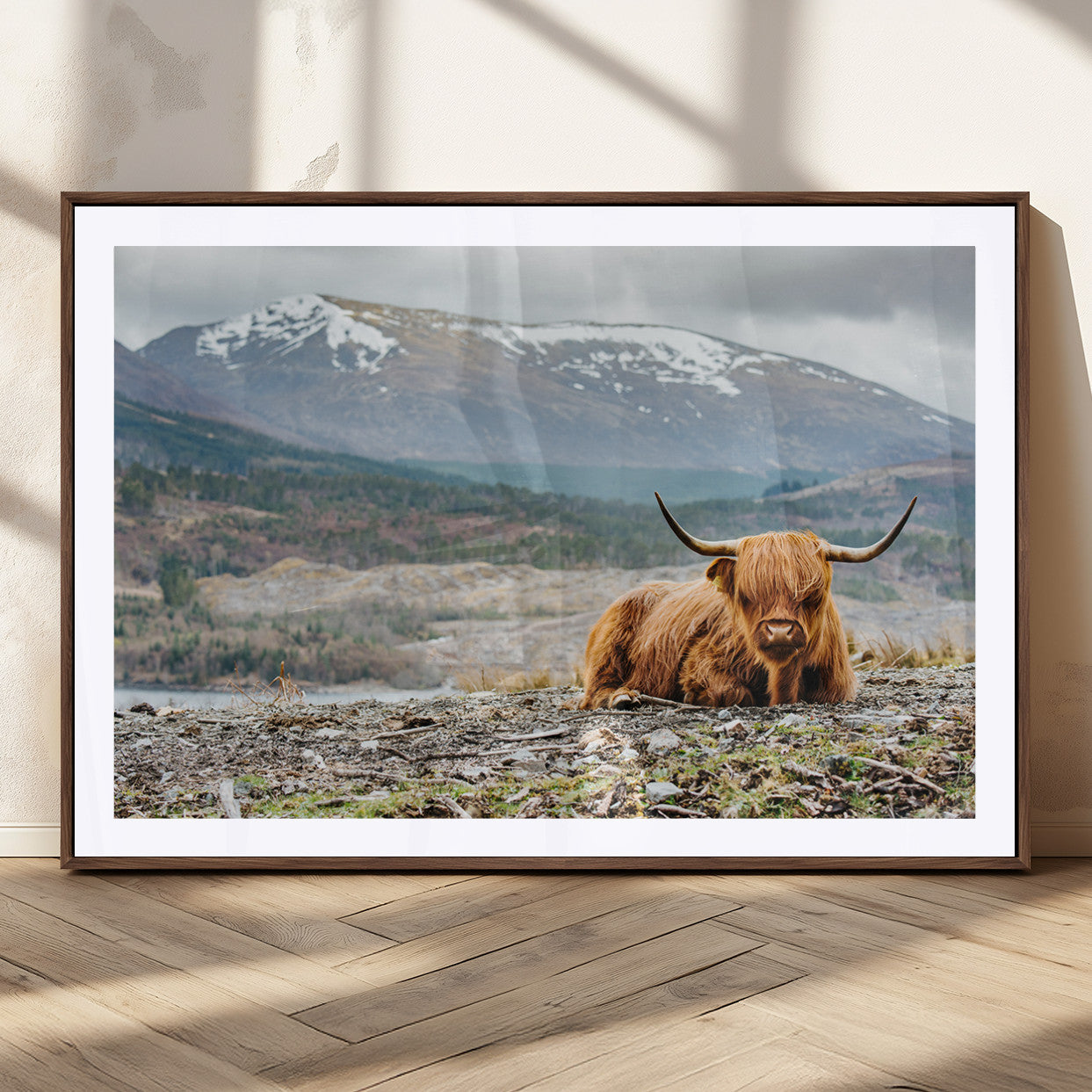 80252-MGC-FP-36x24_Walnut-Highland Cow Horn Farm Wall Art Canvas Print