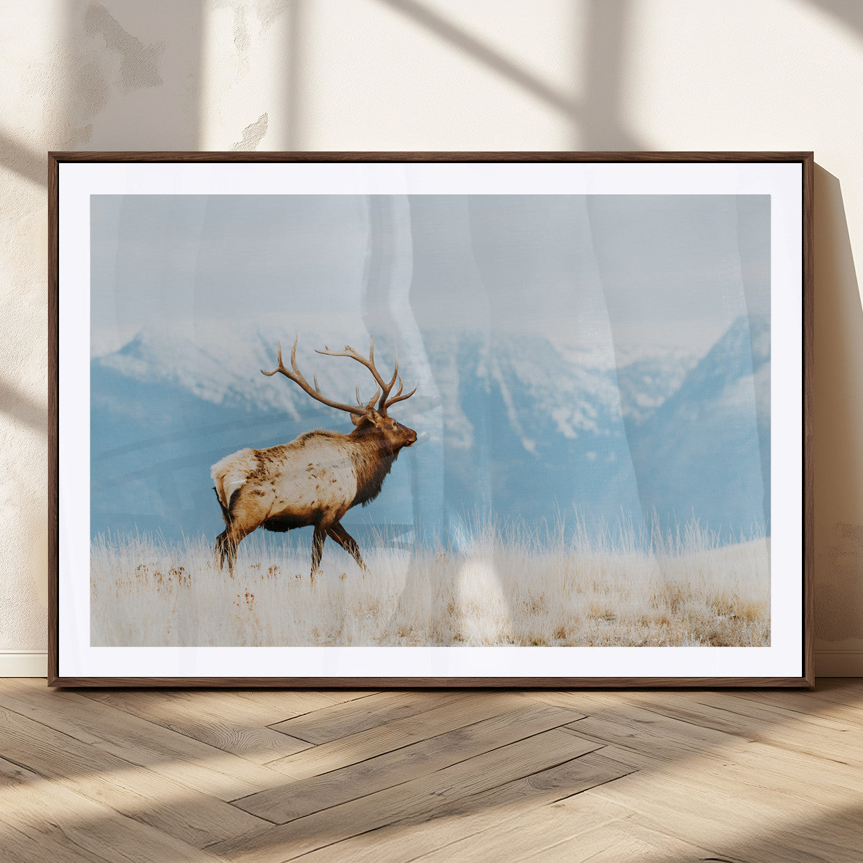 Majestic elk with antlers walking on golden grass, snowy mountains behind, perfect for rustic lodge or Scandinavian decor.