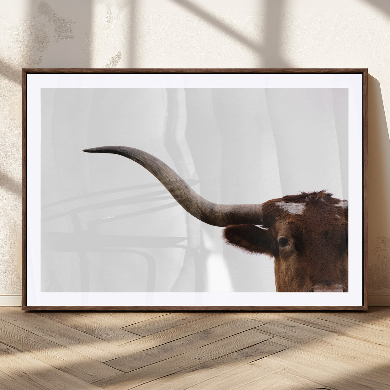 Close-up of Texas Longhorn horn and eye on white background, perfect for minimalist or modern farmhouse style wall decor.