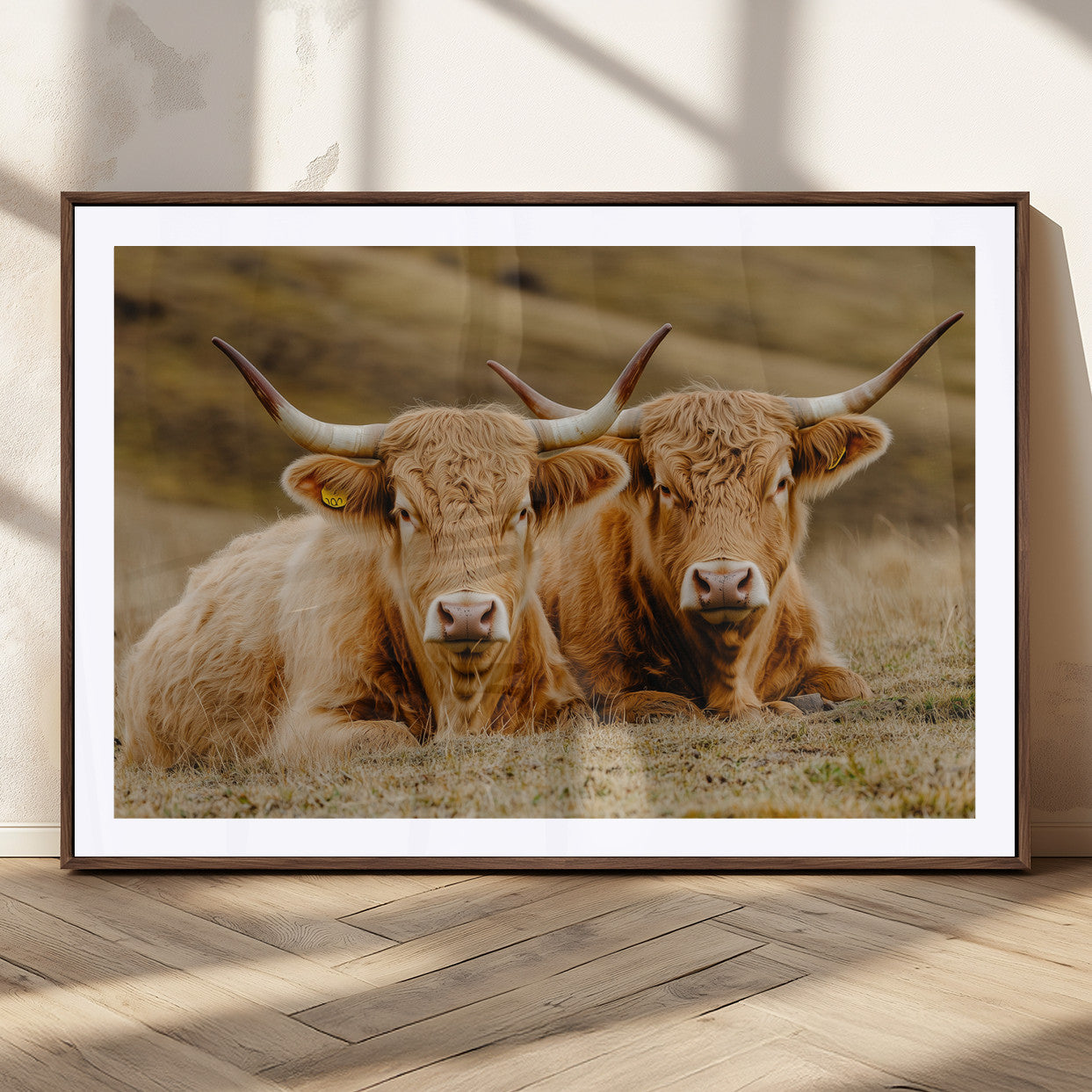 Two Highland cows resting on a golden field with soft focus hills, ideal for rustic farmhouse or cozy cabin style decor.
