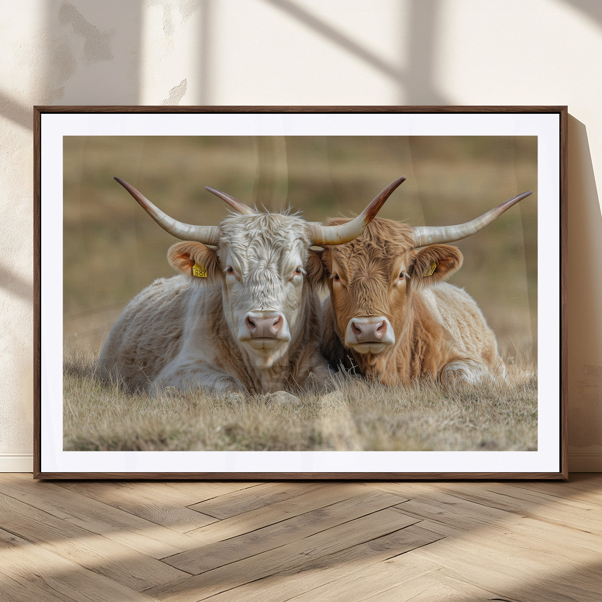 Two cows laying closely in a dry grassy field, captured in soft light, perfect for rustic farmhouse or western style home decor.