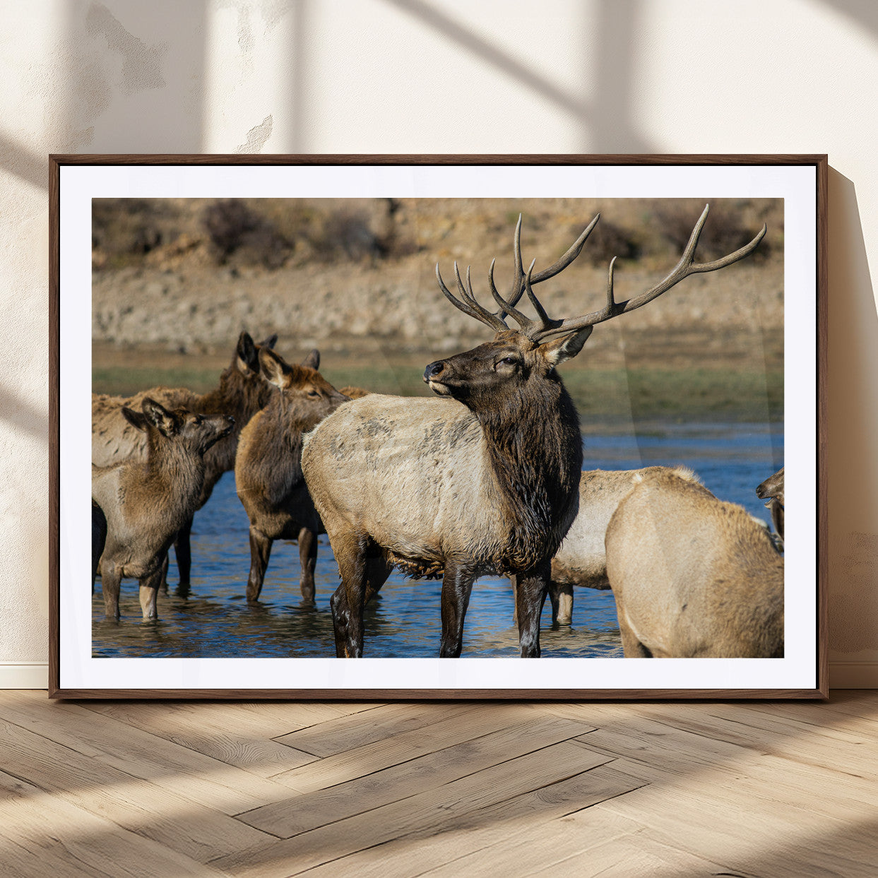 Group of elk standing in shallow water with dry rocky terrain in the background, showcasing wildlife in a natural setting for rustic decor.