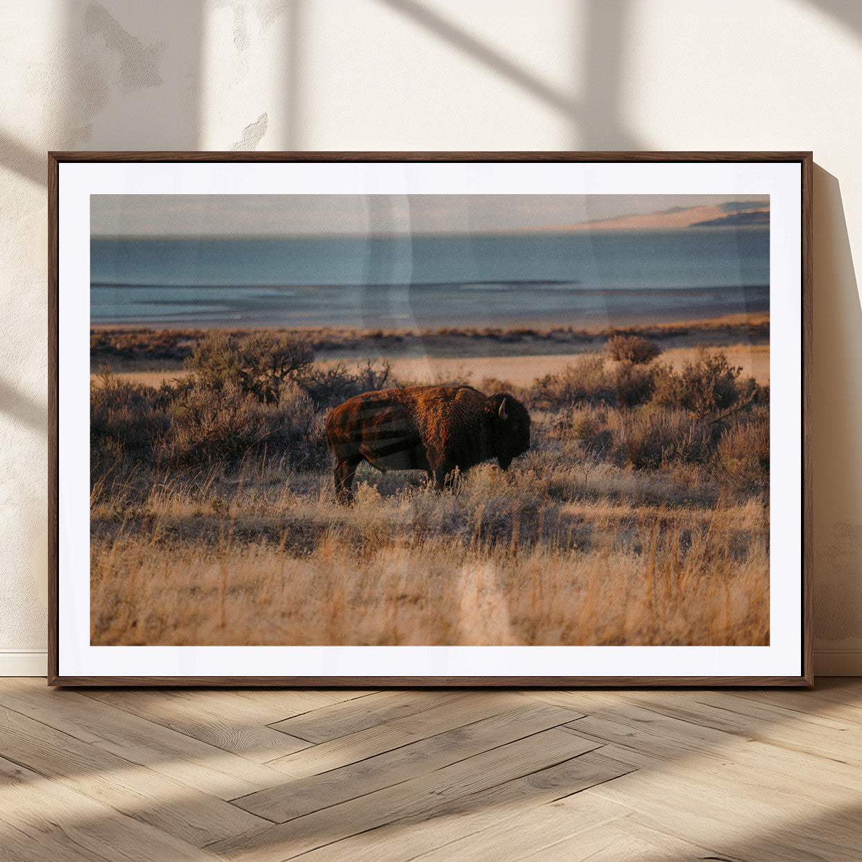A lone bison grazing in golden prairie grass at sunset, with warm earthy tones and a distant lake view, perfect for rustic and western decor.