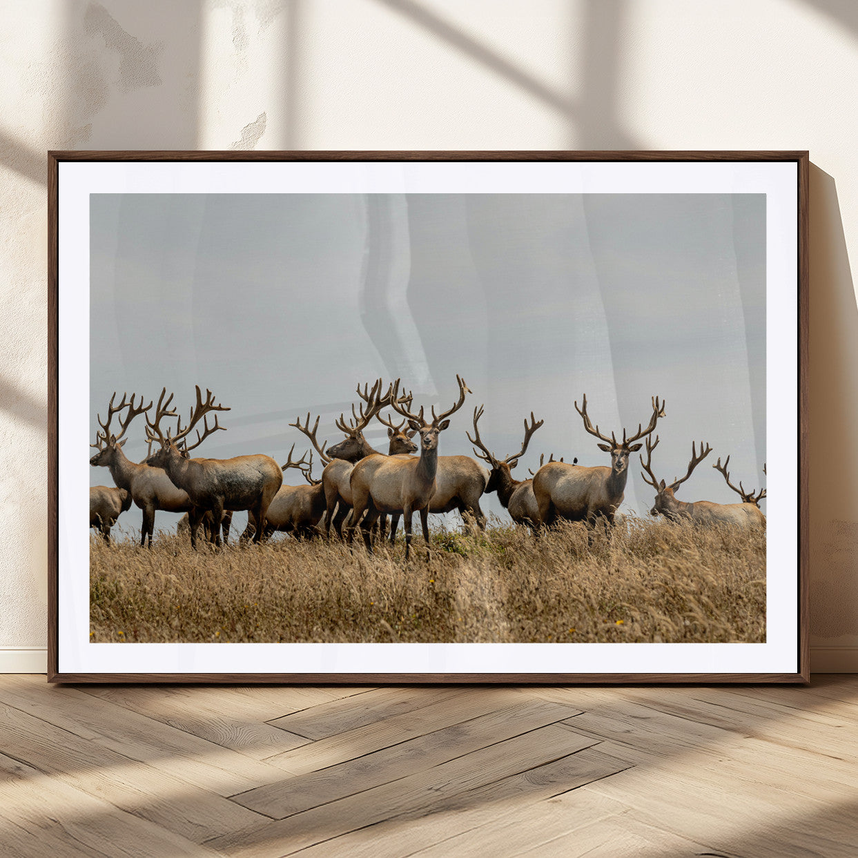 MGC-FP-36x24 - Elk Herd Wall Art Canvas Print, Framed Wildlife Photography Art Picture Print, Majestic Antlers Perfect Rustic Wildlife Decor Artwork