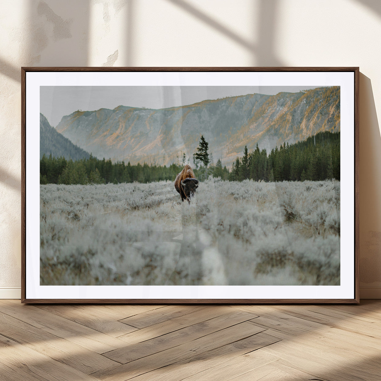 Lone bison standing in a frosted sagebrush field with a pine forest and rugged mountain range in the background under soft morning light – Wall Art Canvas Print.