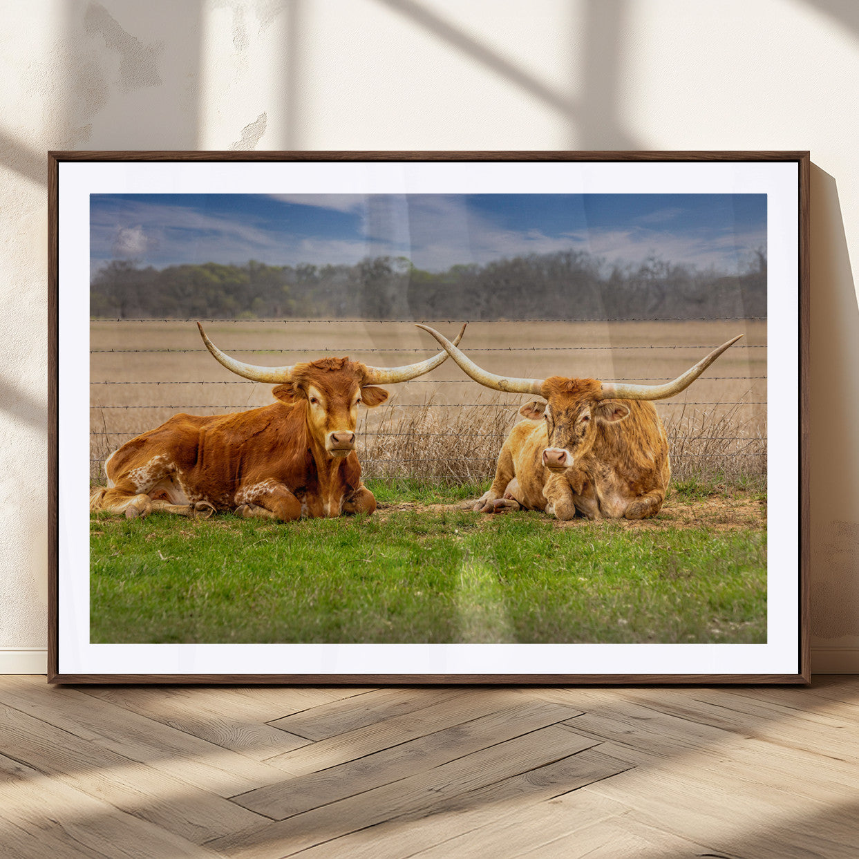 Two longhorn cattle resting on green grass in a rural field with a barbed wire fence and blurred trees in the background.
