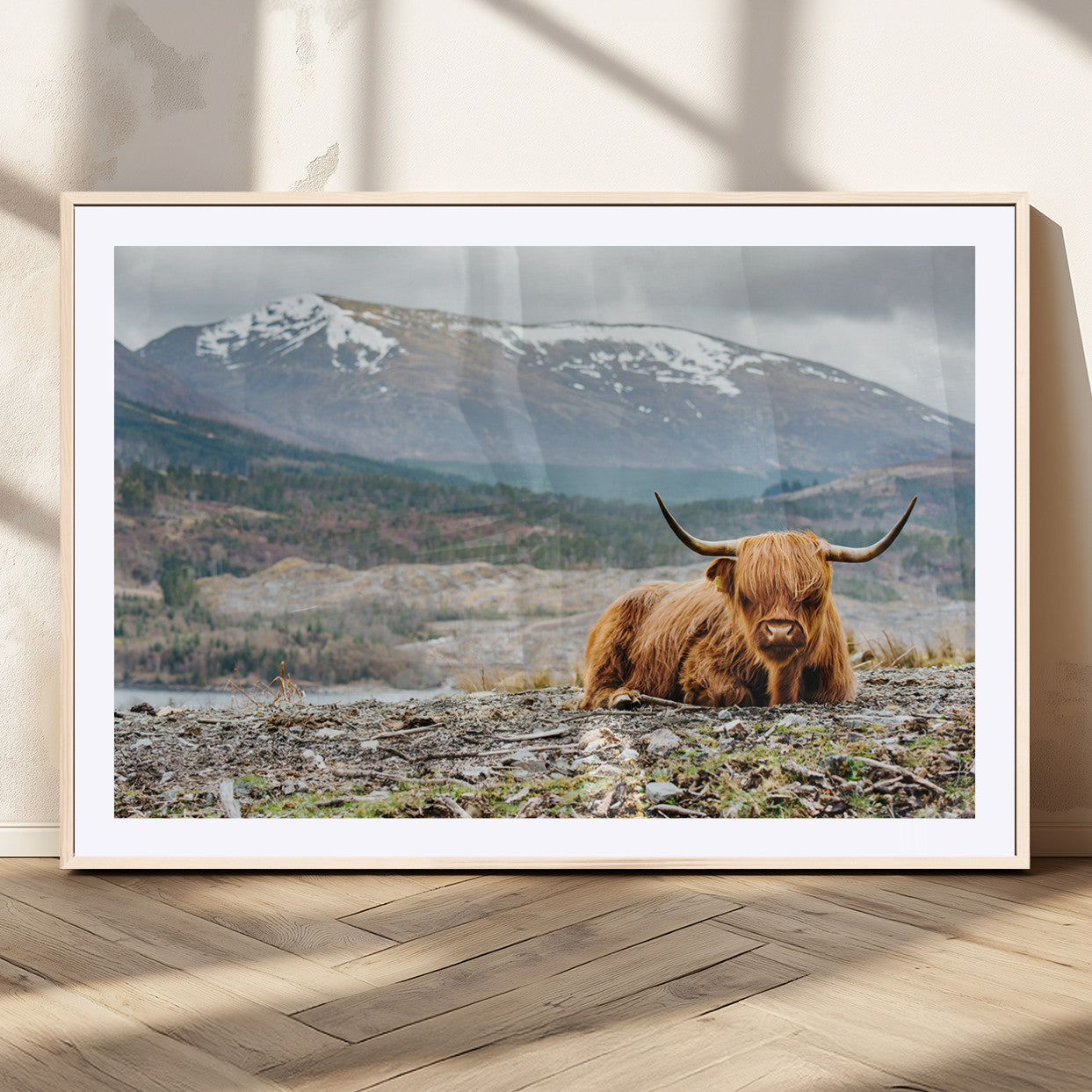 -Highland Cow Horn Farm Wall Art Canvas Print