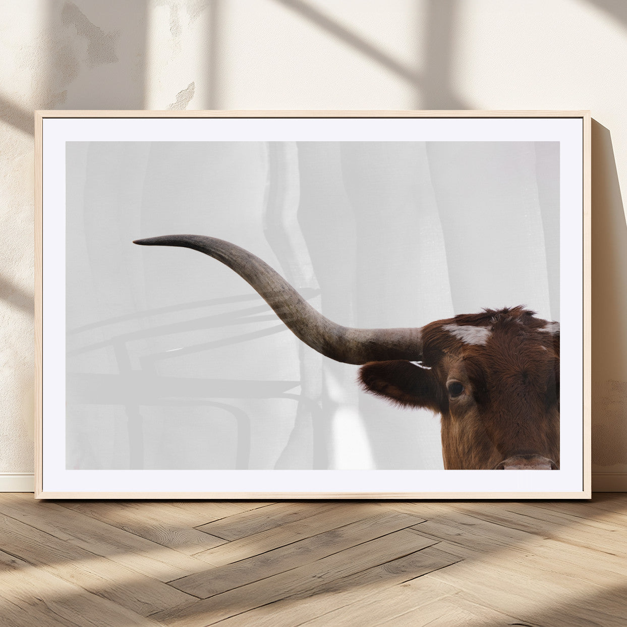 Close-up of Texas Longhorn horn and eye on white background, perfect for minimalist or modern farmhouse style wall decor.