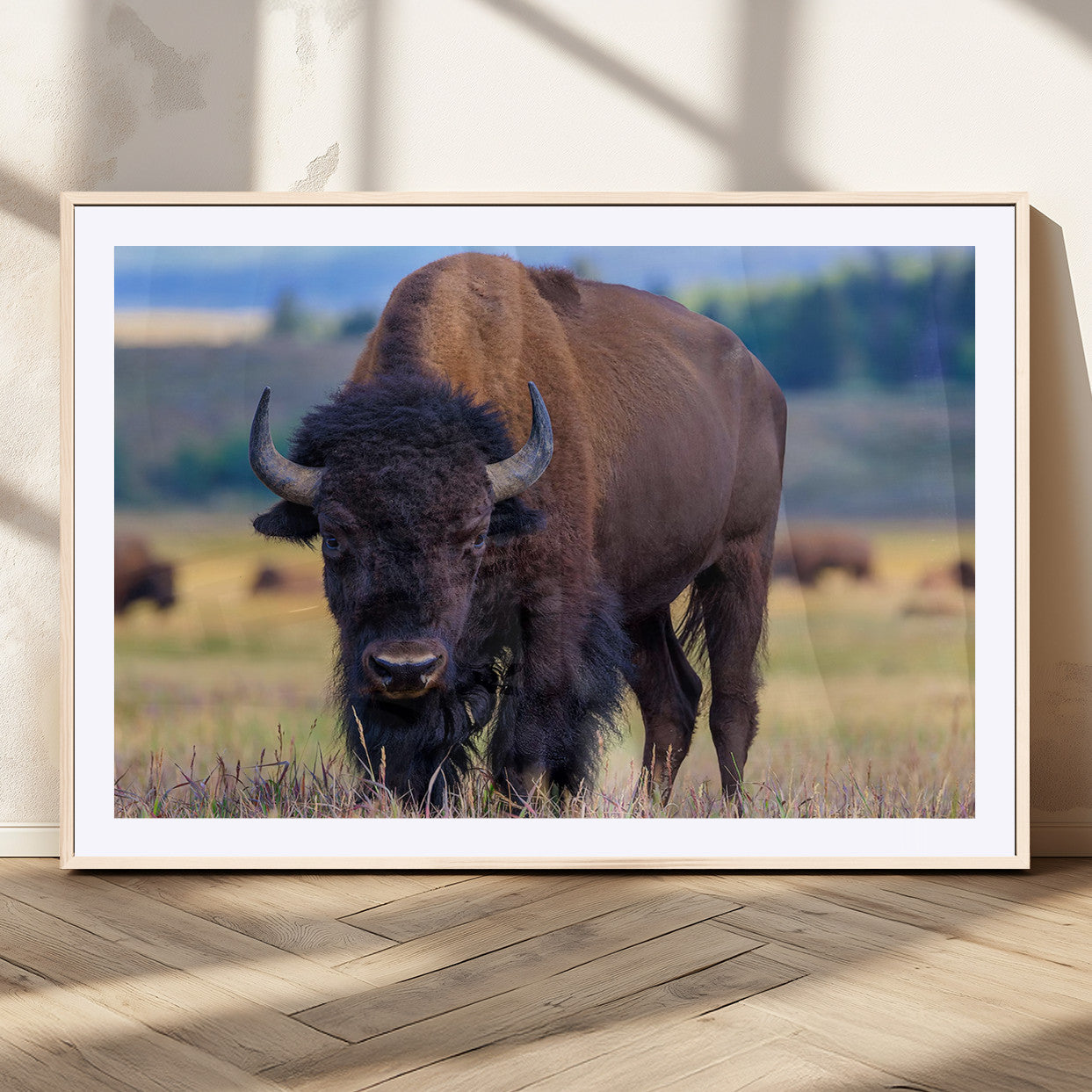 Close-up of a strong American bison standing in a grassy prairie with a blurred herd in background, perfect for rustic lodge decor.