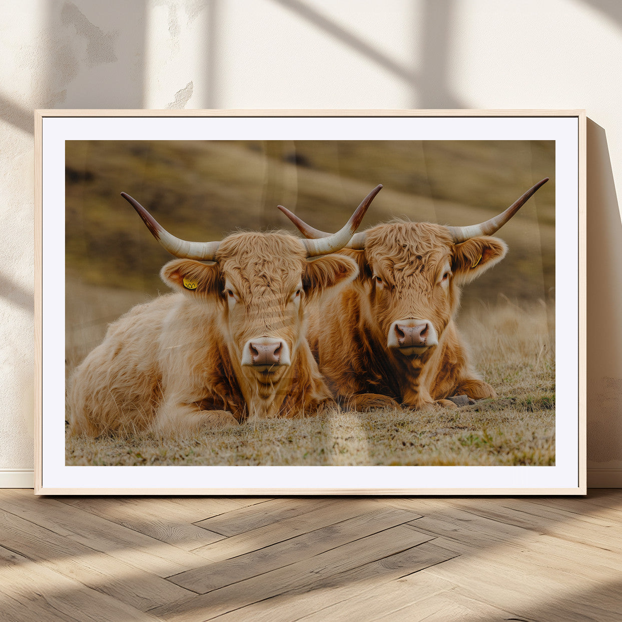Two Highland cows resting on a golden field with soft focus hills, ideal for rustic farmhouse or cozy cabin style decor.
