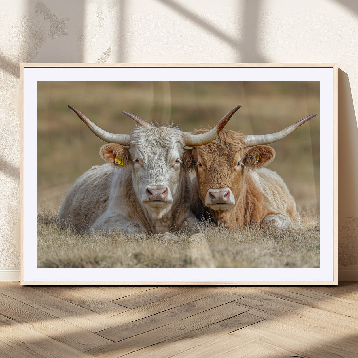Two cows laying closely in a dry grassy field, captured in soft light, perfect for rustic farmhouse or western style home decor.