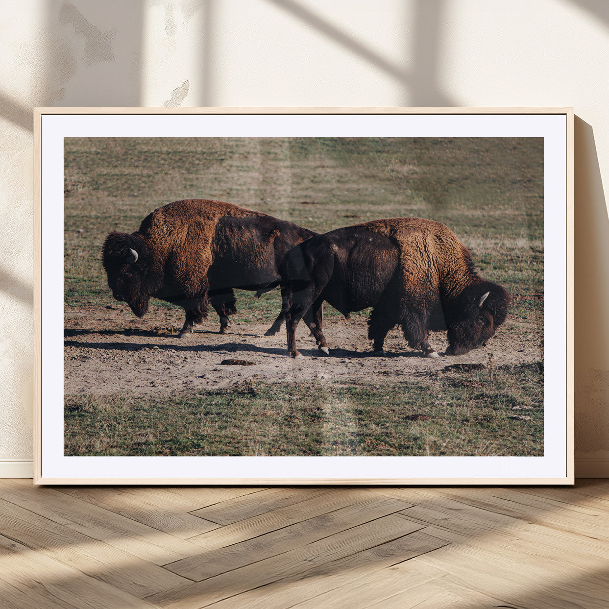 Two bison grazing in an open prairie with dry grass under the sunlight, creating a rustic and Western wildlife scene.