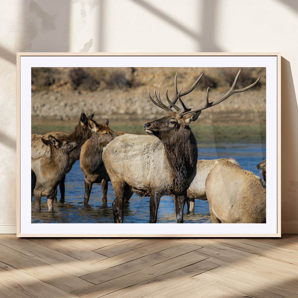 Group of elk standing in shallow water with dry rocky terrain in the background, showcasing wildlife in a natural setting for rustic decor.