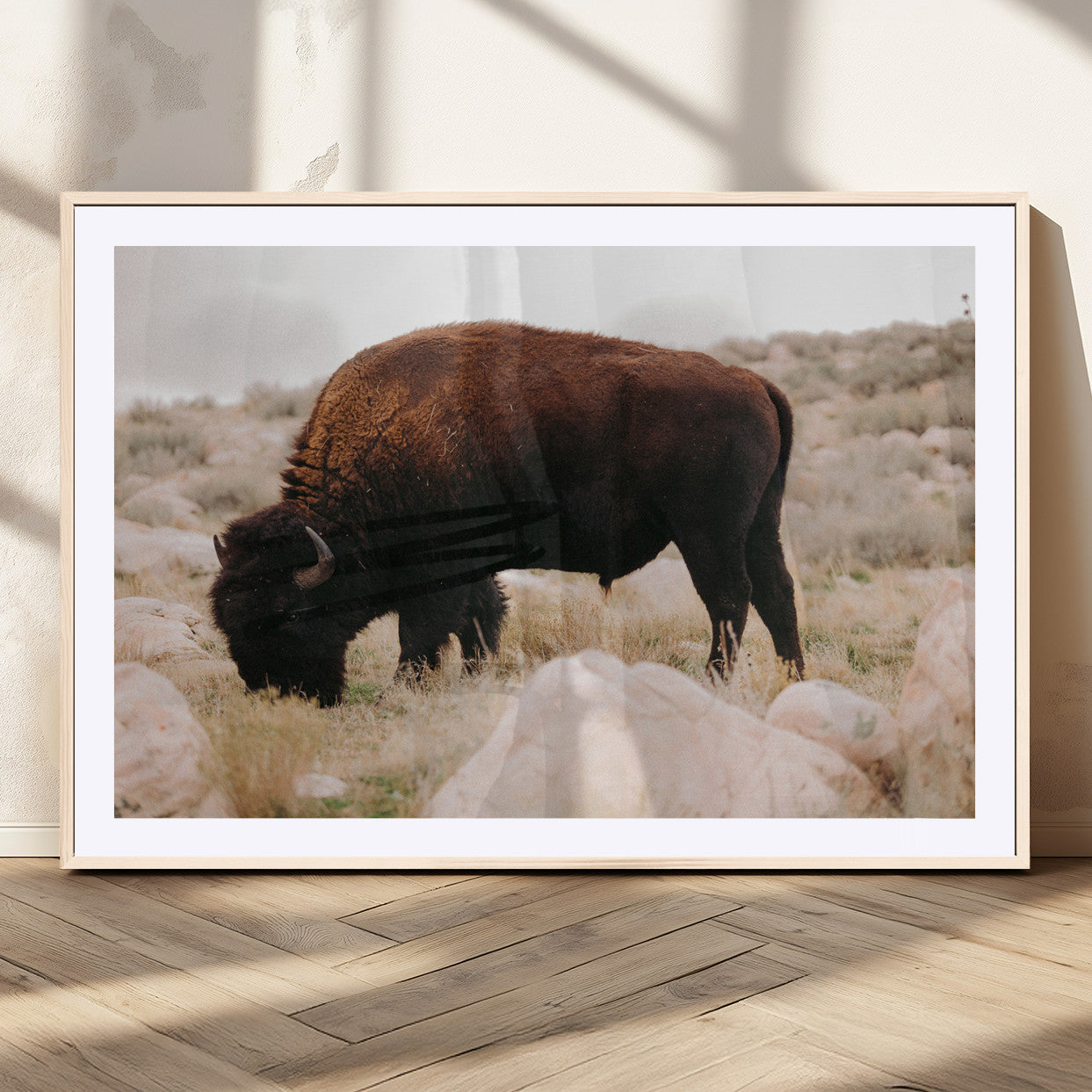 A solitary bison grazing in a rugged prairie with earthy tones and scattered rocks, capturing the essence of the American West for rustic decor.
