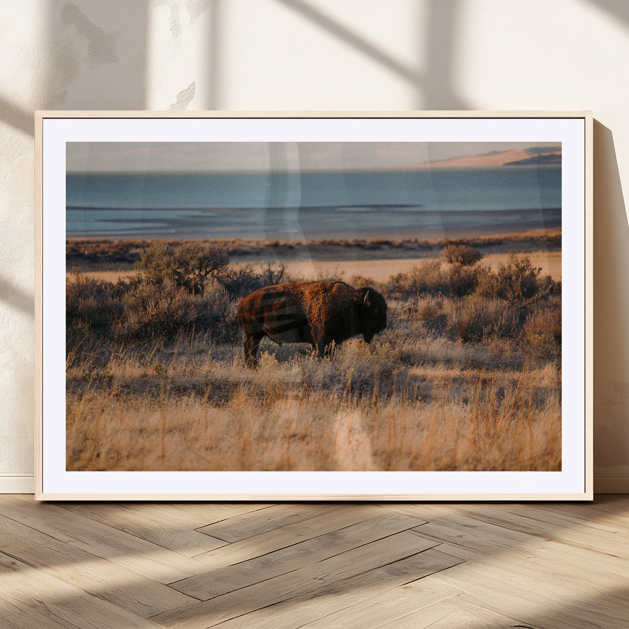 A lone bison grazing in golden prairie grass at sunset, with warm earthy tones and a distant lake view, perfect for rustic and western decor.