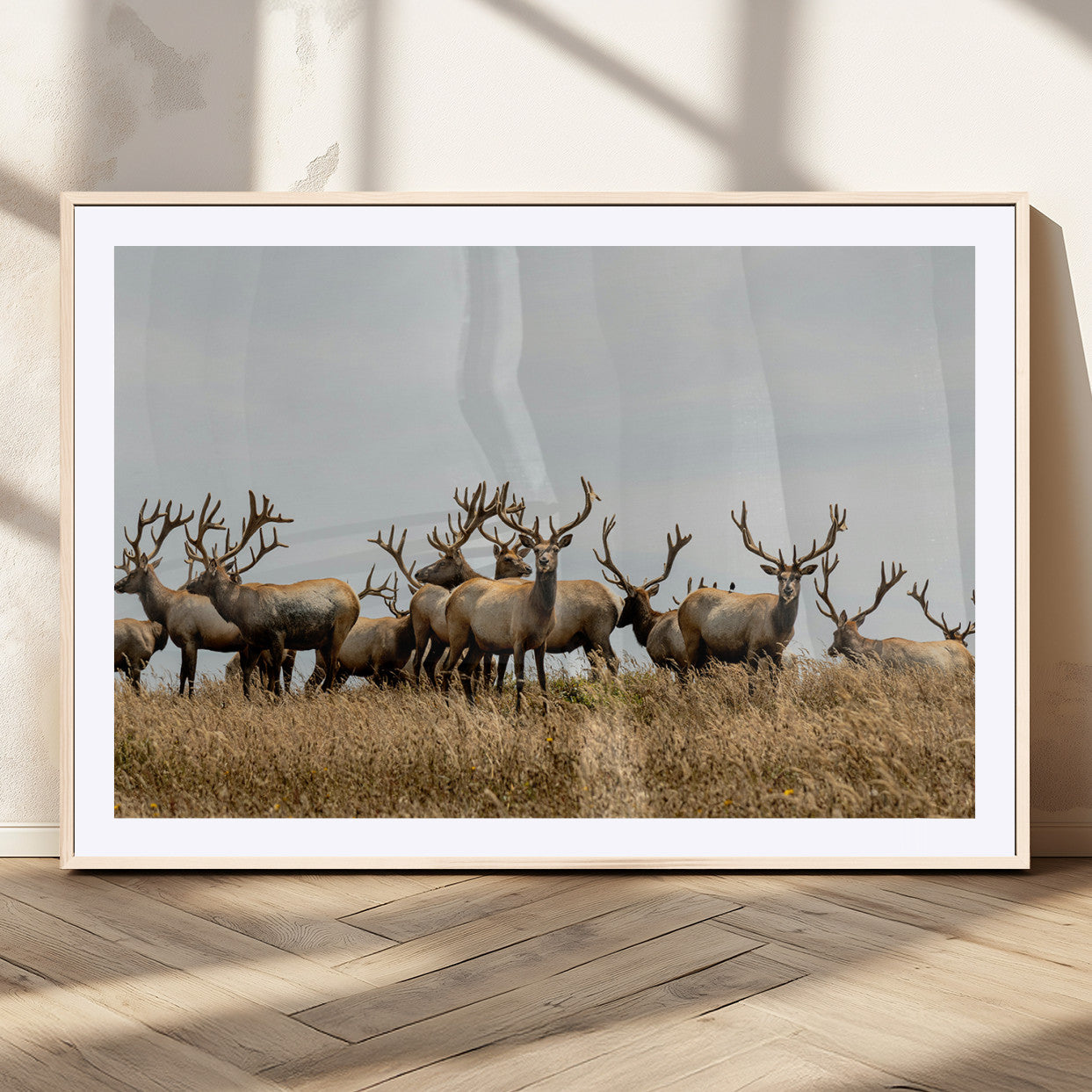MGC-FP-36x24 - Elk Herd Wall Art Canvas Print, Framed Wildlife Photography Art Picture Print, Majestic Antlers Perfect Rustic Wildlife Decor Artwork