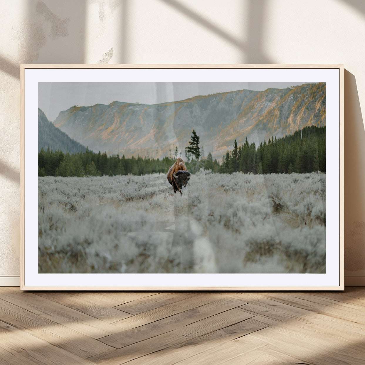 Lone bison standing in a frosted sagebrush field with a pine forest and rugged mountain range in the background under soft morning light – Wall Art Canvas Print.