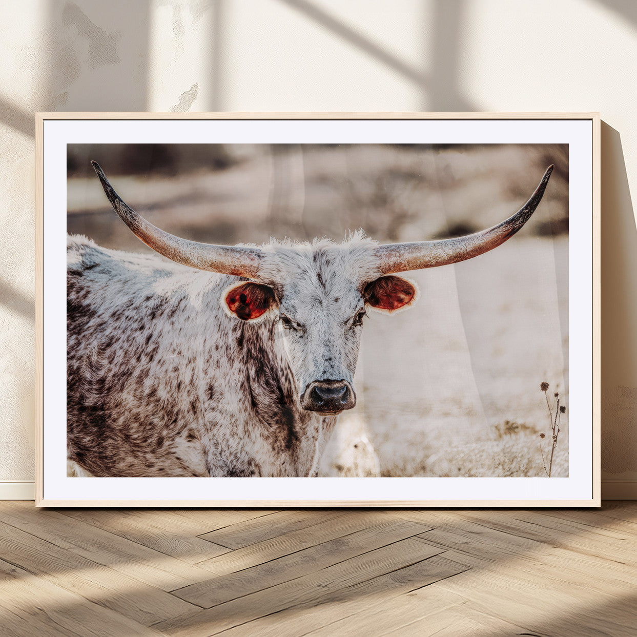 Close-up photograph of a white and brown speckled longhorn cow with very large, curved horns standing in a sunlit field with dry grass and blurred background.