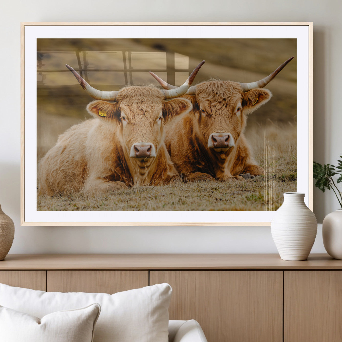 Two Highland cows resting on a golden field with soft focus hills, ideal for rustic farmhouse or cozy cabin style decor.