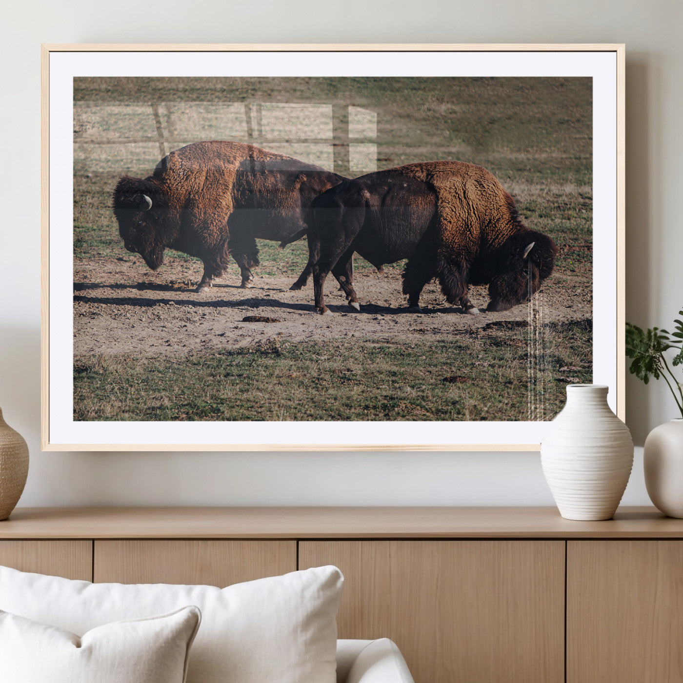 Two bison grazing in an open prairie with dry grass under the sunlight, creating a rustic and Western wildlife scene.